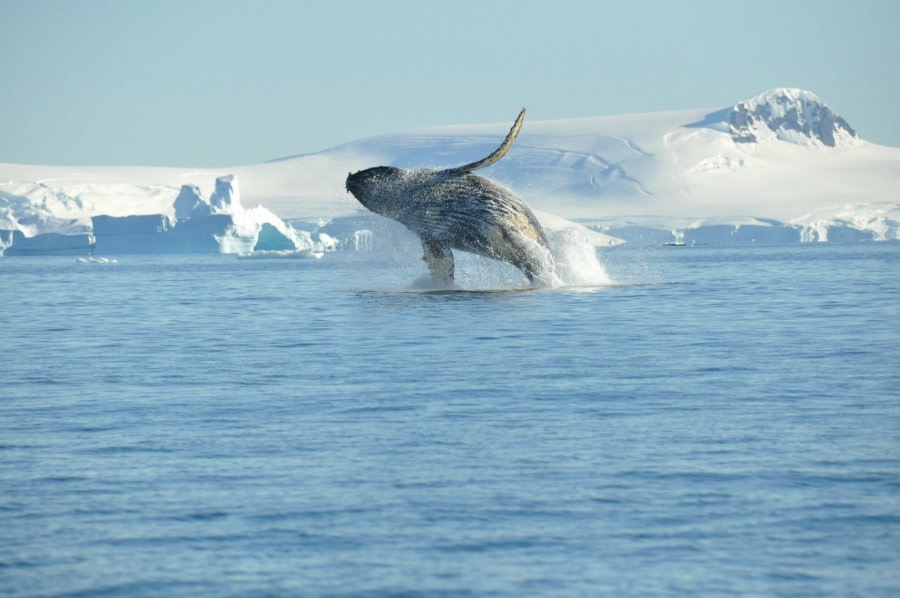 oceanwide-la-guida-allosservazione-delle-balene