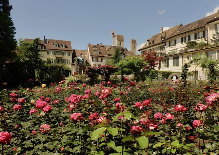 Rapperswil 'City of Roses' (1)