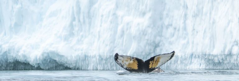 Whale tail in Greenland