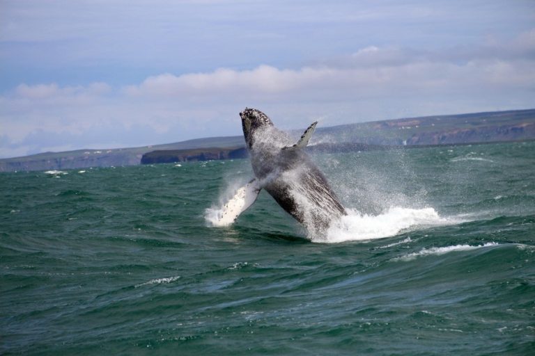 Whale watching in Iceland