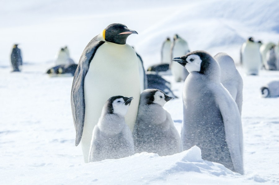 Oceanwide: In Search of the Emperor Penguin