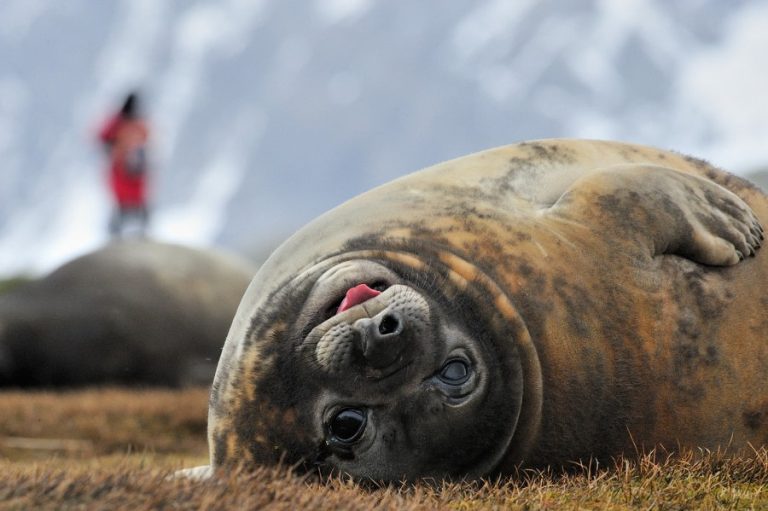 Elephant Seal, King Haakon Bay, South Georgia_CRedit Martin van Lokven