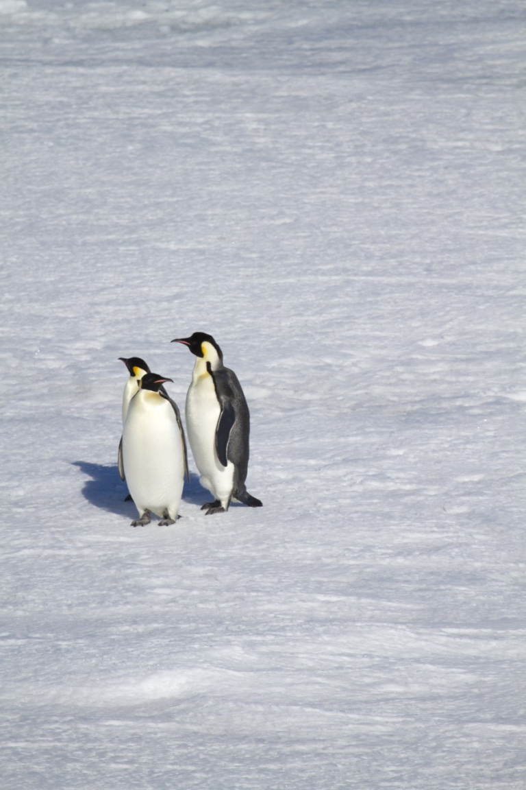 Emperor Penguins Weddel sea - Douglas Newson