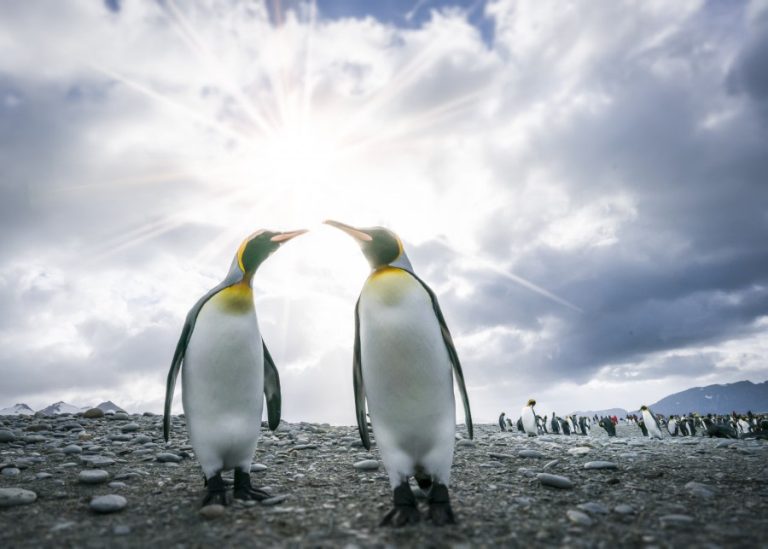 Falklands, South Georgia, Ant Peninsula_Credit Fotografie Dietmar Denger-Oceanwide Expeditions96