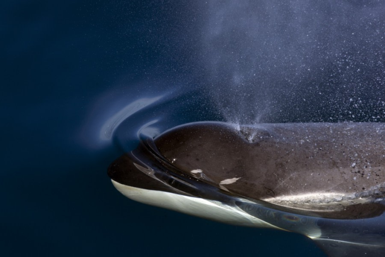 Orca in Weddel Sea - Wim van Passel