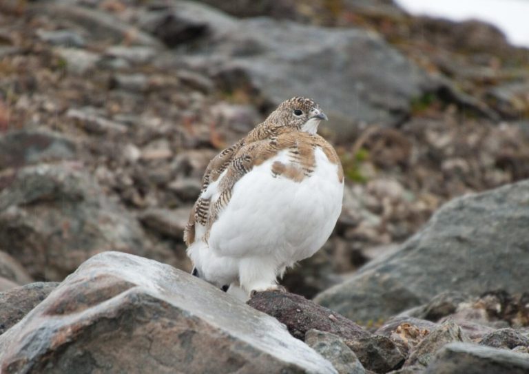 Wildlife (c) Erwin Vermeulen