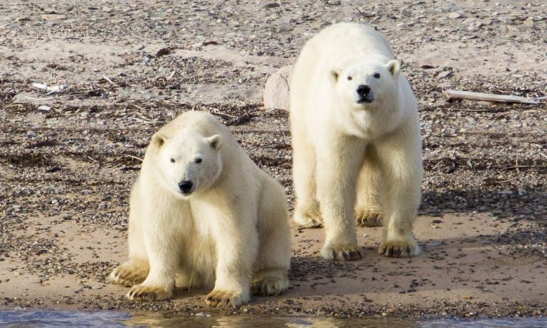 08 Polar bears, Ella Island_Albatros Expeditions