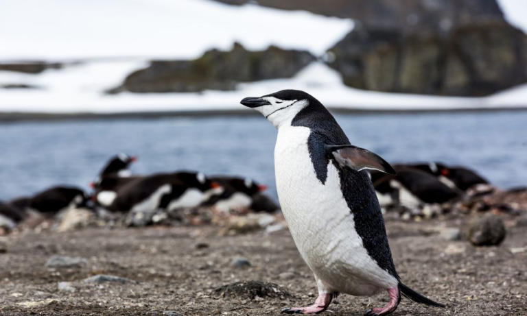 Chinstrap Penguin