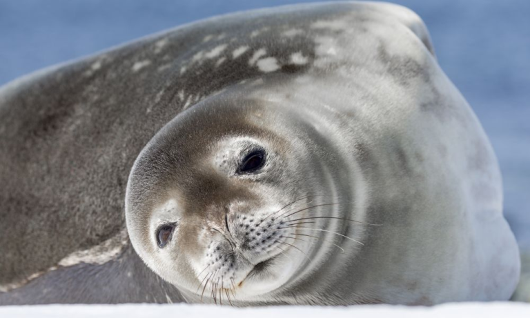 Seal