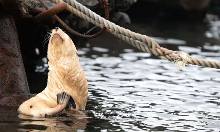 A rare blond fur seal amid the decaying ruins of the whaling era_albatros