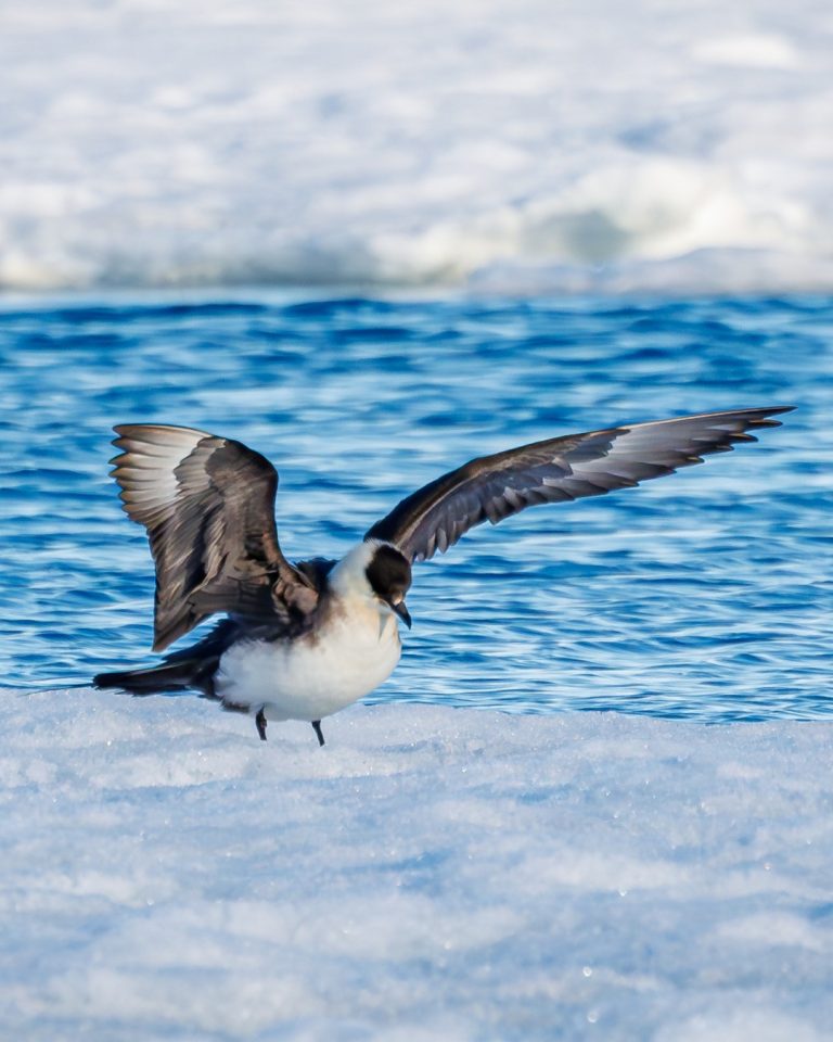 Arctic wilflife_albatros expediitons_Arctic skua (Stercorarius parasiticus)