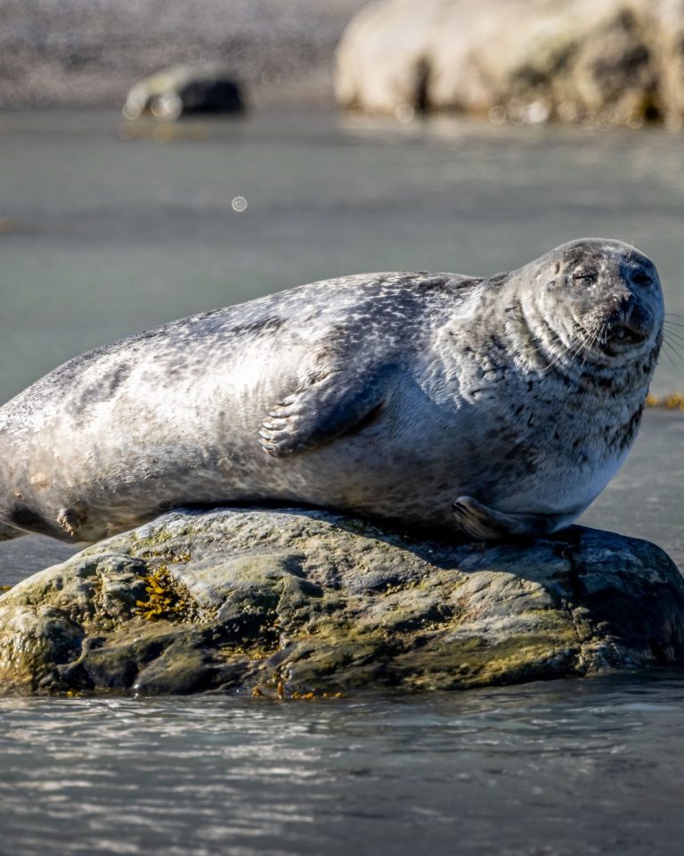 Arctic wilflife_albatros expediitons_harbor seal (Phoca vitulina)
