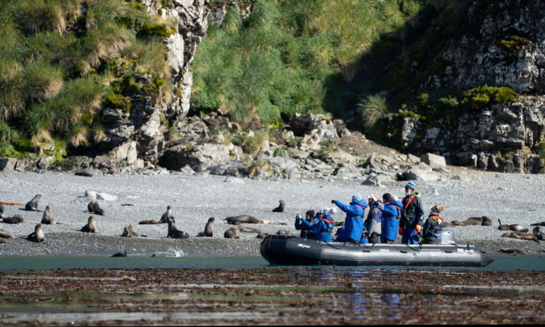 Exploring on a wildlife Zodiac cruise on South Georgia_albatros