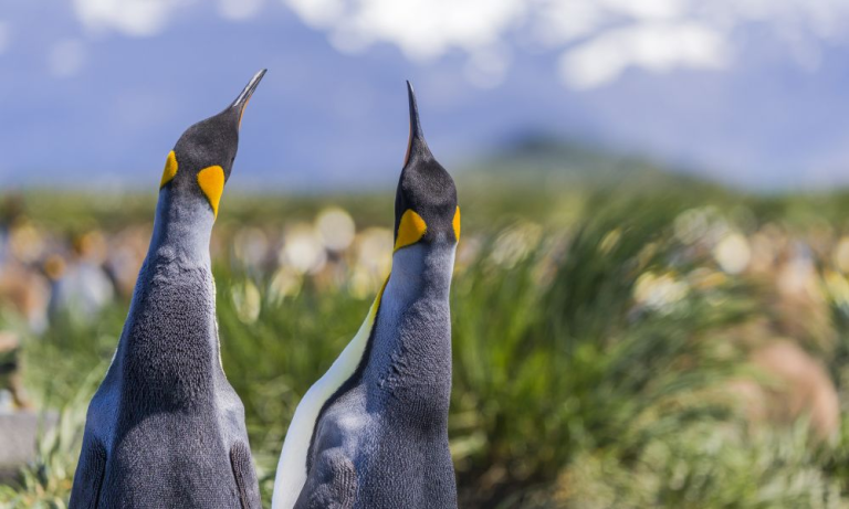 King Penguins on South Georgia_ALbatros Expeditions