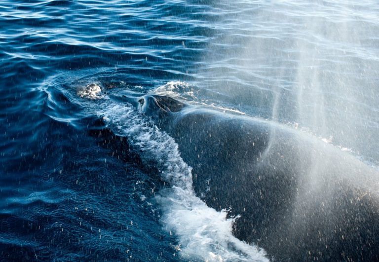 Oceanwide_whale watching