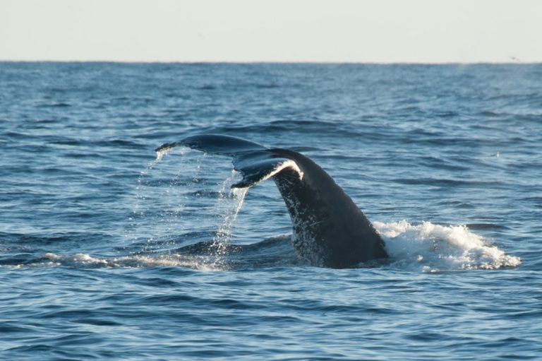 Oceanwide_whale watching