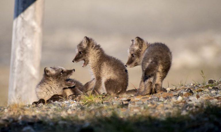 Pre-Program Svalbard (Season 2026) 2