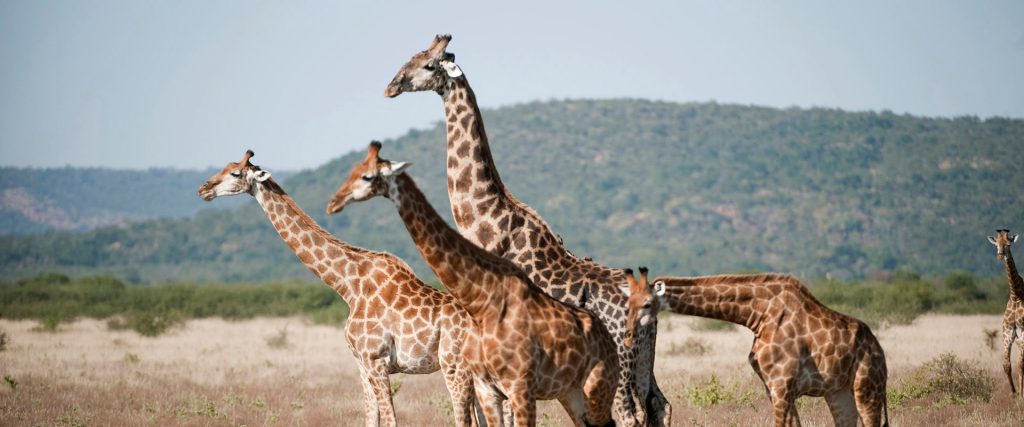 Emerald: une aventure entre savane et paradis tropicaux