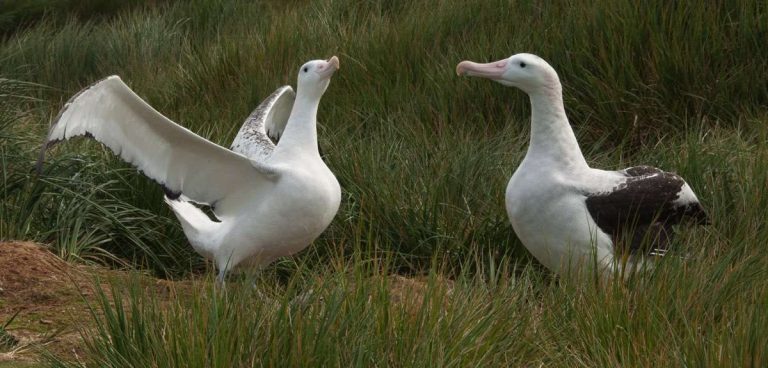Albatros