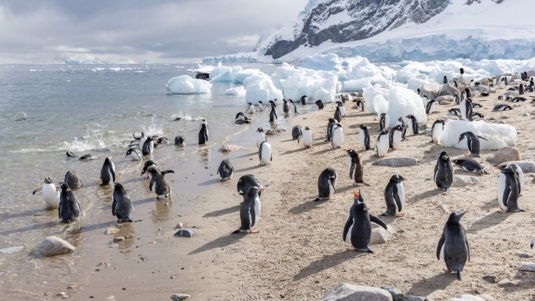 Antarctica_Neko_Harbour_Gentoo_Penguins_HX_45968_Photo_Ted_Gatlin.jpg