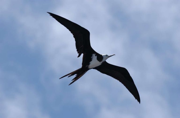 Ascension Frigate Bird, Ascension Island_ Hadoram Shirihai
