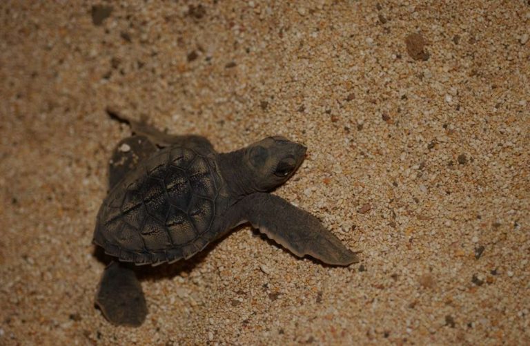 Baby Green Turtle of Ascension_Hadoram Shirihai