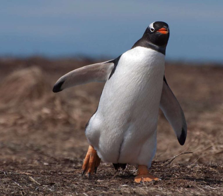 Gentoo penguin