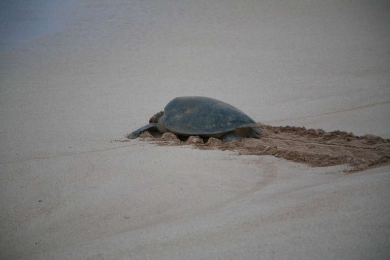 Green Turtle, Ascension Island_ Rob Tully
