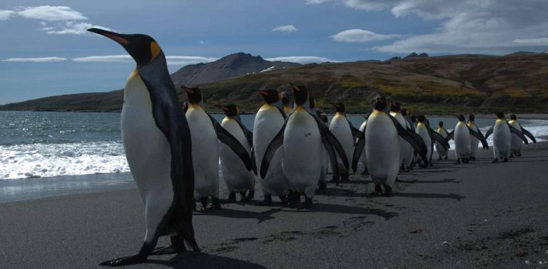 King-penguins