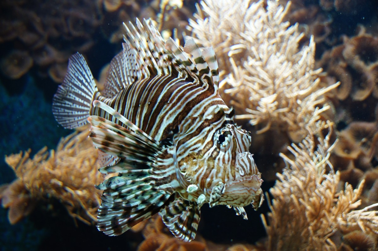 Lionfish