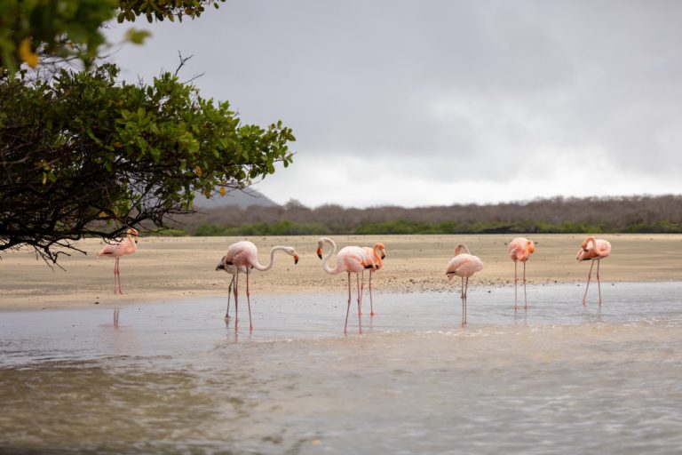 SSC_ FloreanaIsland_0M6A5541