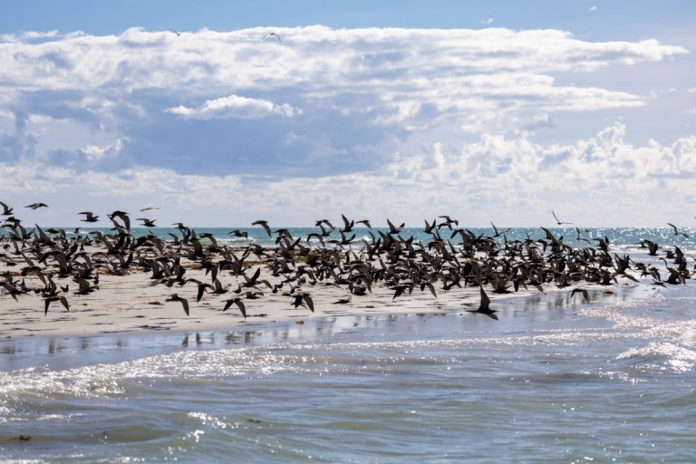 SSC_Kimberley_Adele_Island_Birds_179