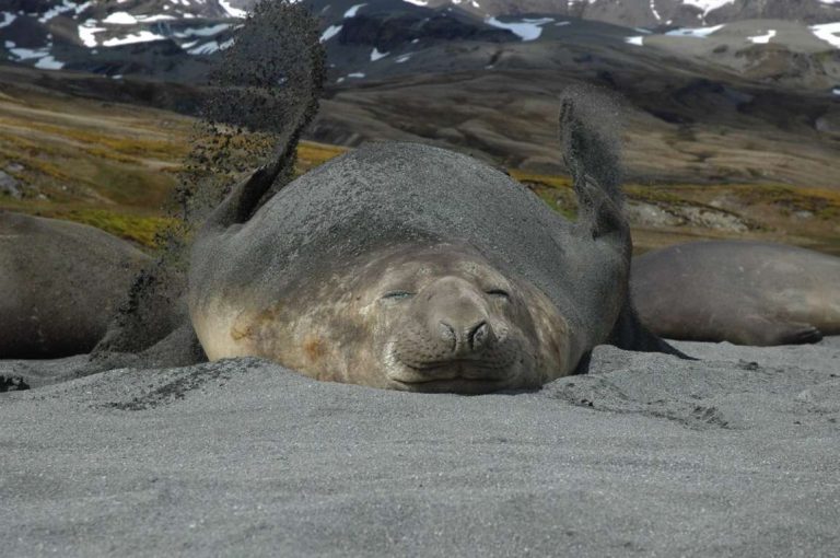 Seals