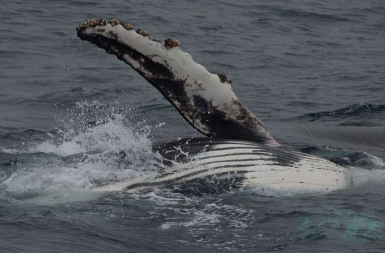 Whales