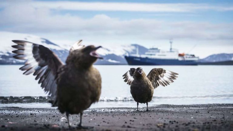 Wildlife