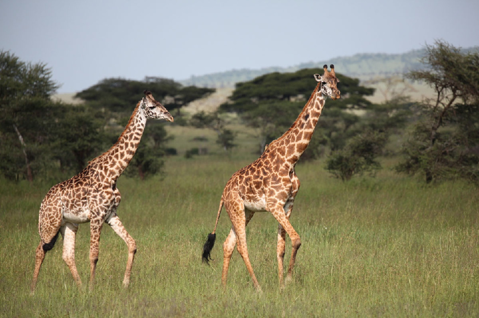 gondwana-ecotours-im-wilden-herzen-unseres-planeten