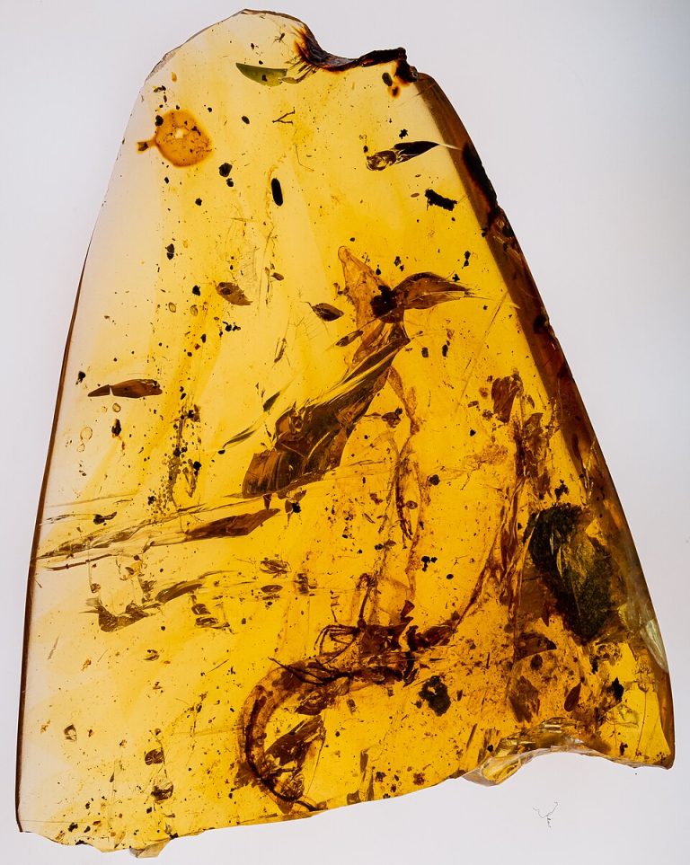 Lizard in Cretaceous amber Lizard in Cretaceous amber