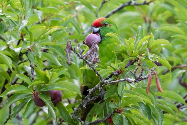 SCL-Endemic Green Parrot-Norfolk Island-Australia-001