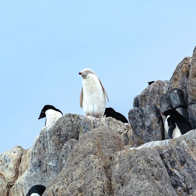 Scenic_wildlife Scenic_wildlife