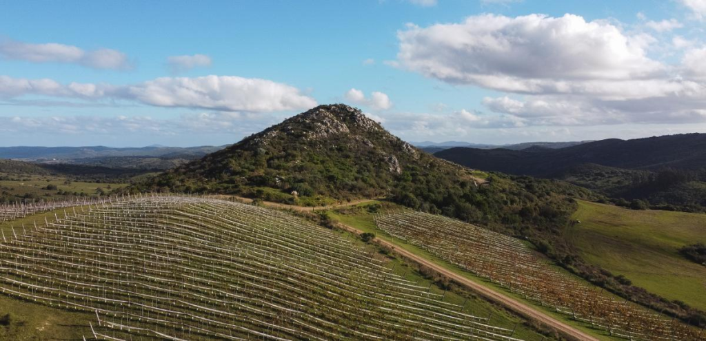 uruguay-para-saborear-entre-vinedos-y-el-aroma-del-tannat