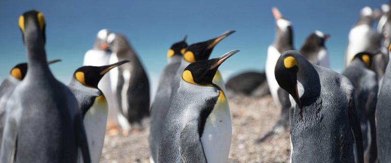 SE-Falklands-King-Penguin-West-Point-Island-and-Saunders-Island-Falklands SE-Falklands-King-Penguin-West-Point-Island-and-Saunders-Island-Falklands