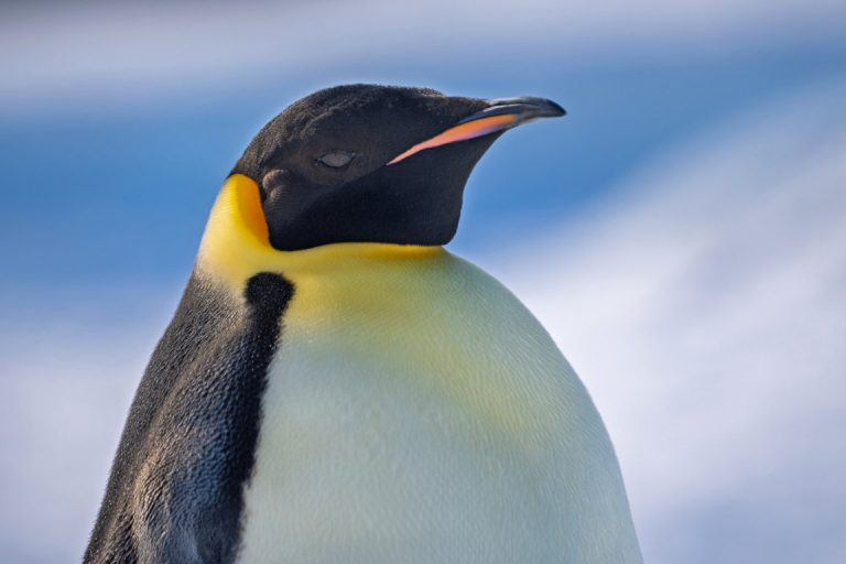 Snow Hill Island- Scenic Eclipse- Antarctica