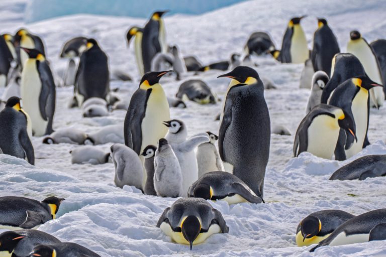 Snow Hill Island- Scenic Eclipse- Antarctica