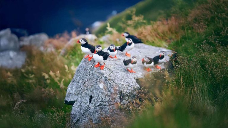 Wildlife_Atlas Ocean Voyages