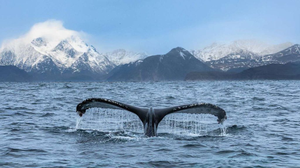 atlas-ocean-voyages-the-arctic-expeditions-for-2027