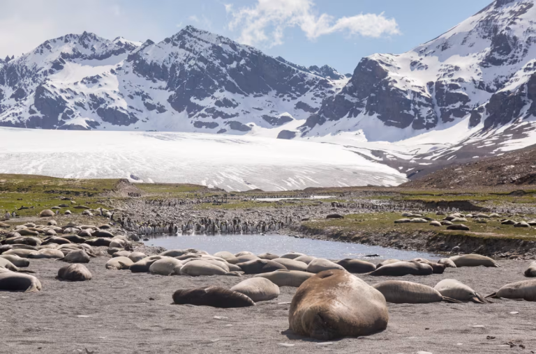 South Georgia landscape and wildlife