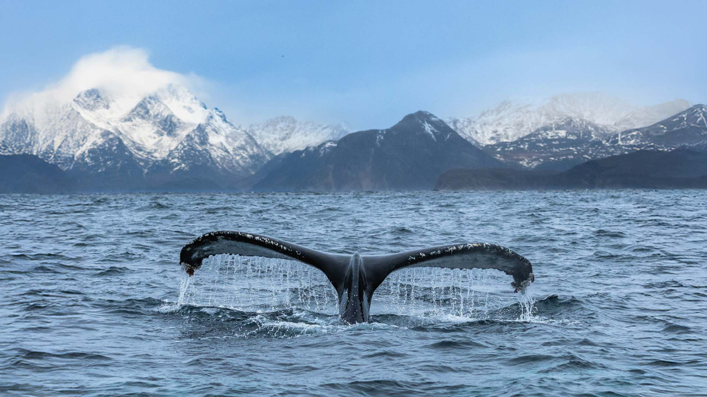 atlas-ocean-voyages-as-expedicoes-articas-2027