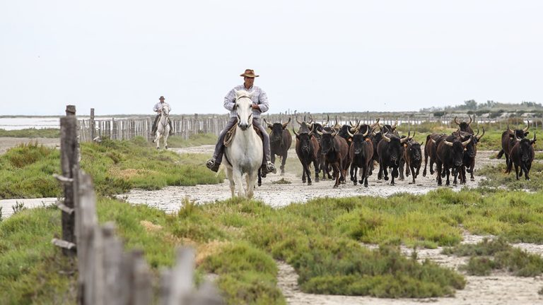 Camargue_Riverside Camargue_Riverside