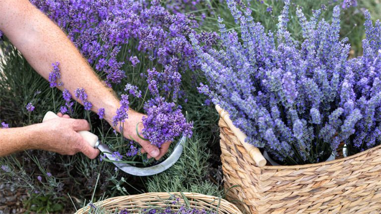 Lavender Farm_Riverside Lavender Farm_Riverside