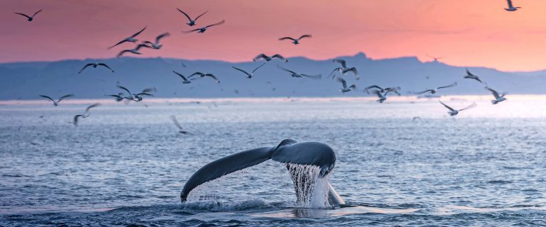 SE-Humpback-whale-Disko-Bay SE-Humpback-whale-Disko-Bay